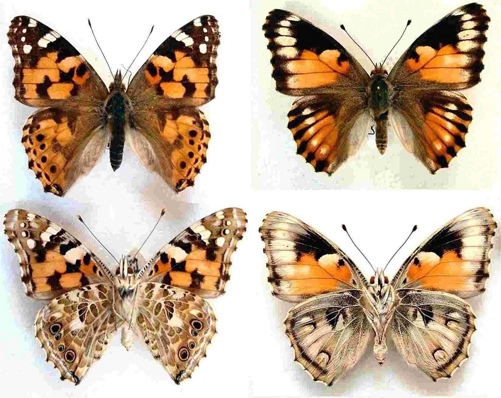 Vanessa cardui (collection, aberrant and normal) (Internet Image property of respective owner, non-commercial use only)